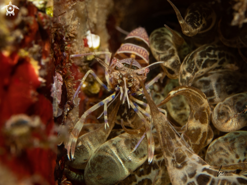 A Periclimenes amethisteus | Amethyst Shrimp