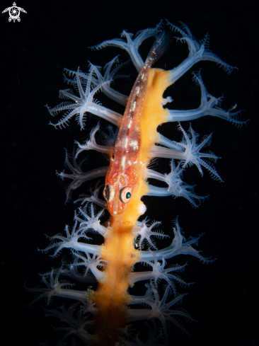 A Goby fish