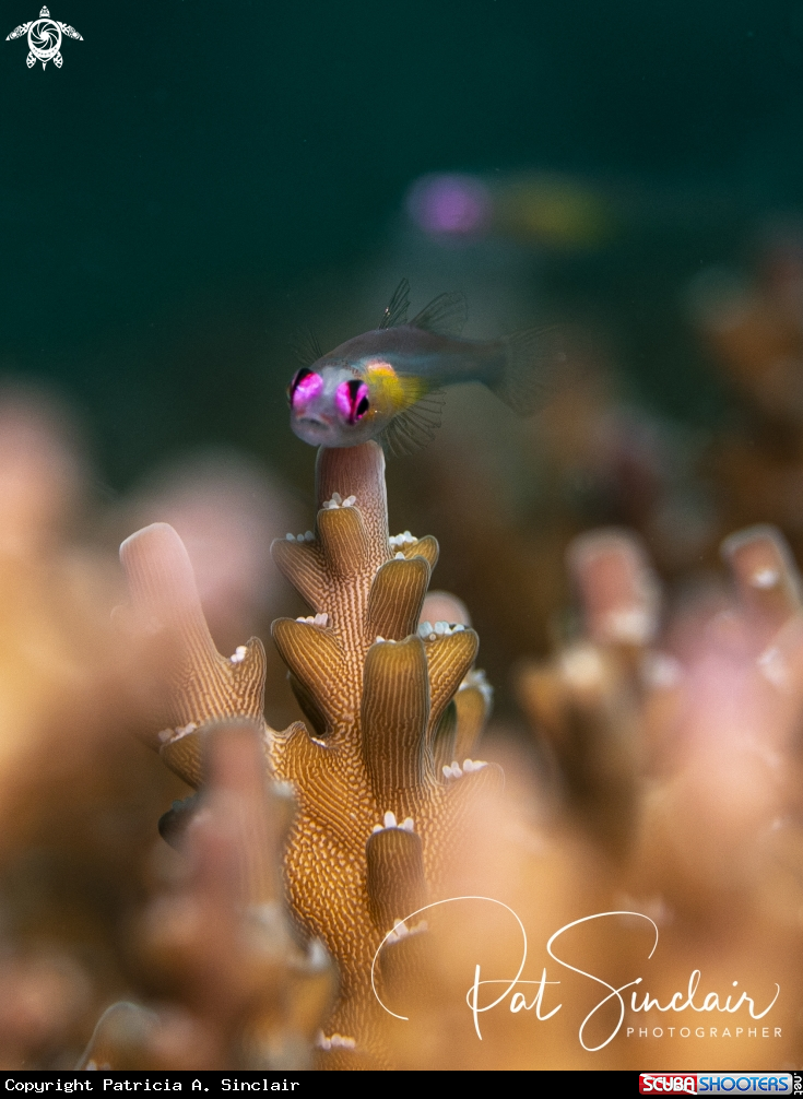 A pink-eyed goby