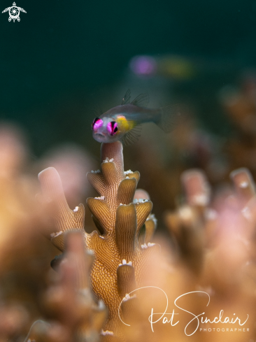 A pink-eyed goby