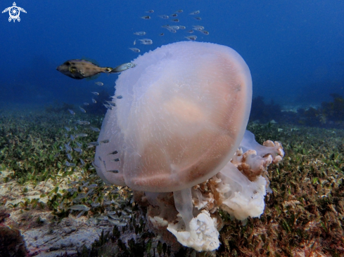 A Giant ocean jellyfish