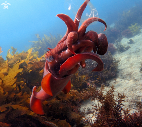 A Sepia apama | Australian giant cuttlefish