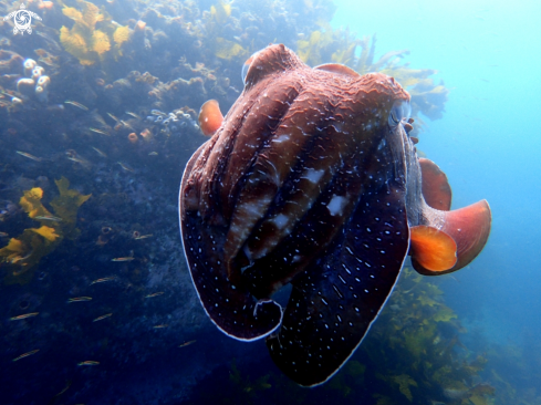 A Sepia apama | Australian giant cuttlefish