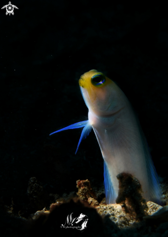 A Opistognathus aurifrons  | Yellowhead Jawfish 