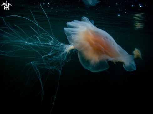 A Lions mane jelly