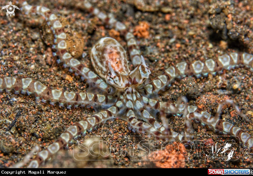 A Mimic octopus 