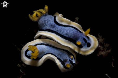 A Chromodoris annae | Chromodoris annae