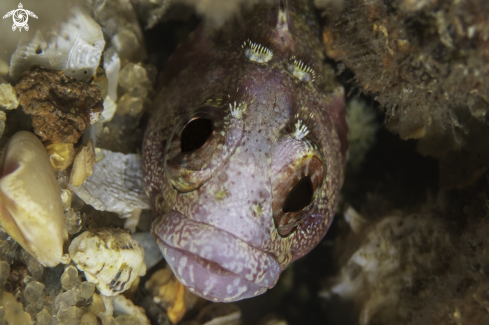 A Downey Blenny