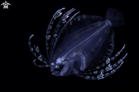 A Spotfin Flounder