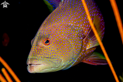 A Coral Grouper