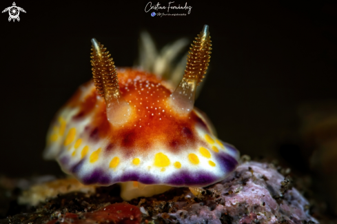 A Goniobranchus collingwoodi  | Nudibranch