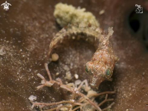 A Juvenile Parrot Fish