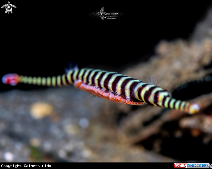 A Banded Pipefish, male carrying eggs 