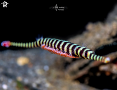 A Banded Pipefish, male carrying eggs 