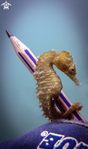 A SEA HORSE 