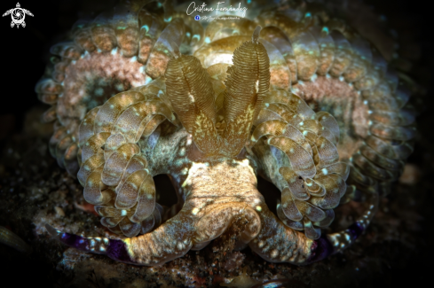 A Pteraeolidia semperi  | Nudibranch