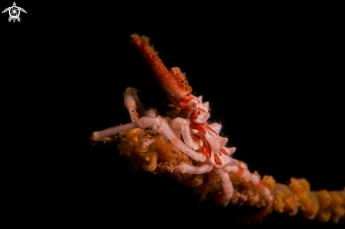 A Xenocarcinus tuberculatus | SHRIMP