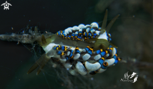 A Trinchesia sp. | Trinchesia sp nudibranch 