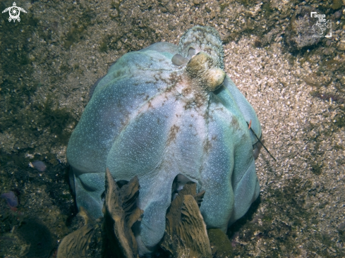 A Caribbean Reef Octopus