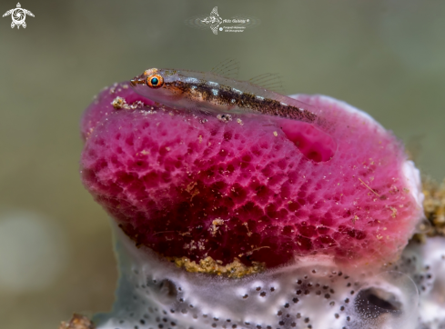 A Whip Coral Goby