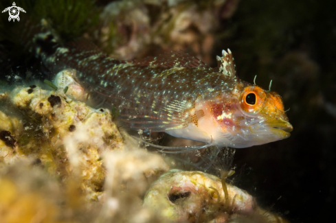 A pesce peperoncino