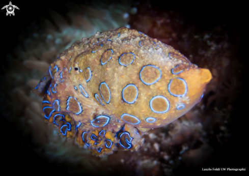 A Blue ringed octopus