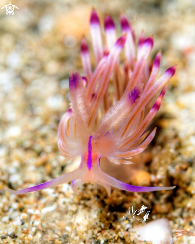 A Coryphellina  | Coryphellina  nudibranch 