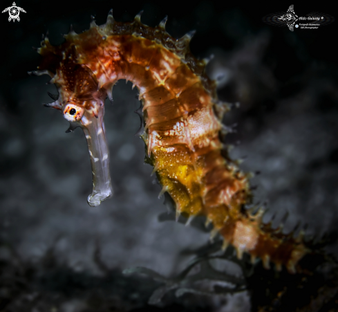 A Thorny Seahorse