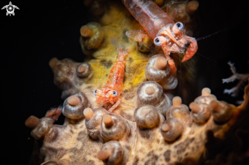 A Basket star shrimp