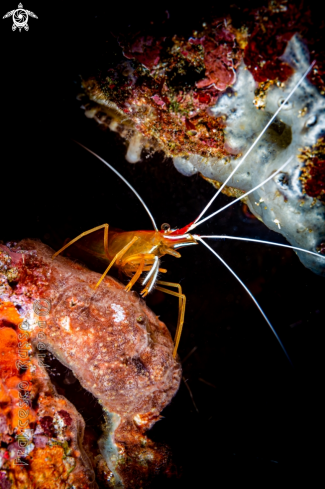 A Humpback Cleaner Shrimp