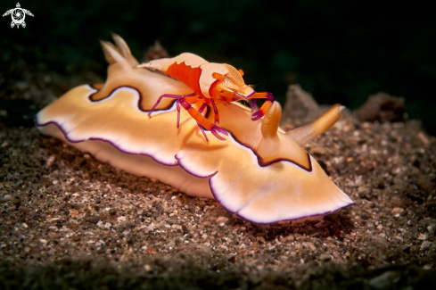 A Emperor shrimp  on the Goniobranchus coi | SHRIMP