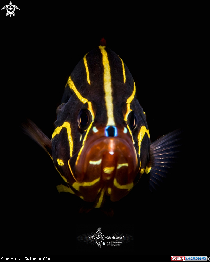 A Goldstriped Soapfish or Lined Soap Fish