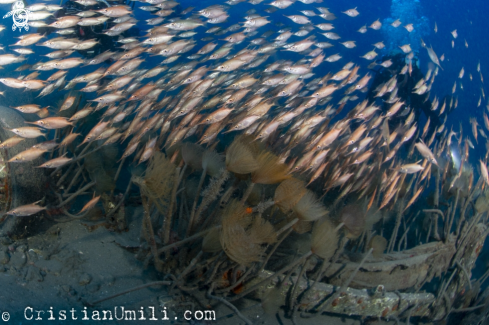 A Mediterranean trumpet fish