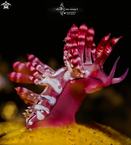 Aeolid Nudibranch 