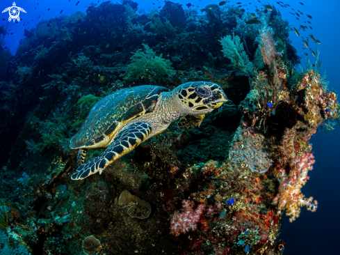 A Hawksbill Turtle