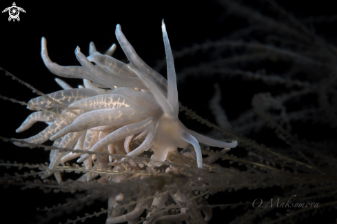 A Nudibranch Phyllodesmium iriomotense     