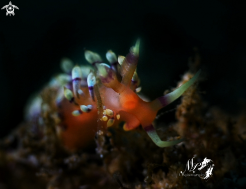 A Coryphellina nudibranch 