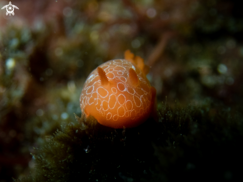 A Nudibranch