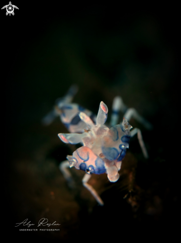 A Harlequin Shrimp