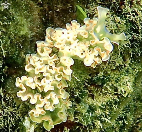 A Lettuce Sea Slug