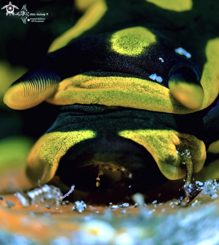 A Tambja gabrielae (Pola, Cervera & Gosliner, 2005) | Tambja Nudibranch