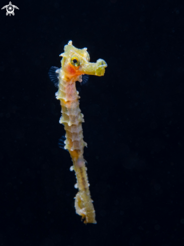 A Seahorse