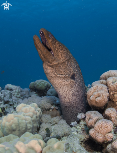 A Giant Moray 