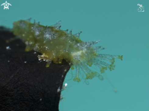 A Sea Cucumber