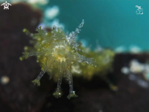 A Sea Cucumber