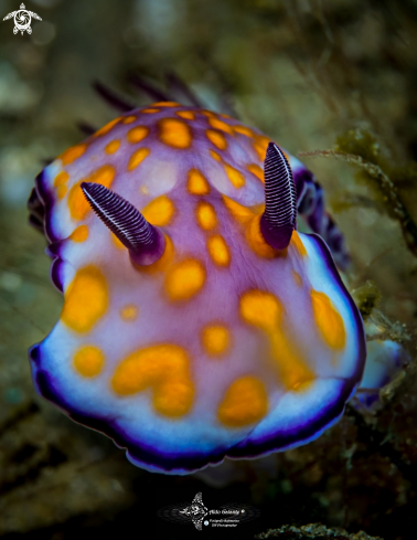 A Hypselodoris sp. 12, NSSI2  | Hypselodoris Nudibranch