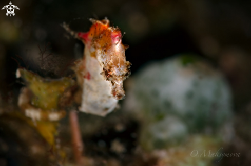 A Pontoh's pygmy seahorse (Hippocampus pontohi)