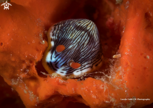 A Nudibranch