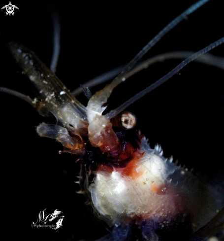 A Stenopus Hispidus | Banded boxer Shrimp 