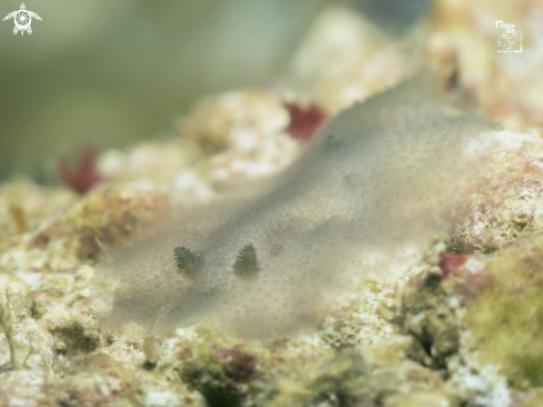 A Jorunna spazzola | Dorid Nudibranch